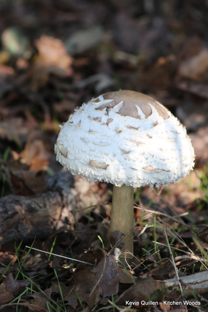 White Mushrooms - #7